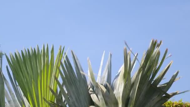 Vy över palmer mot den blå himlen — Stockvideo