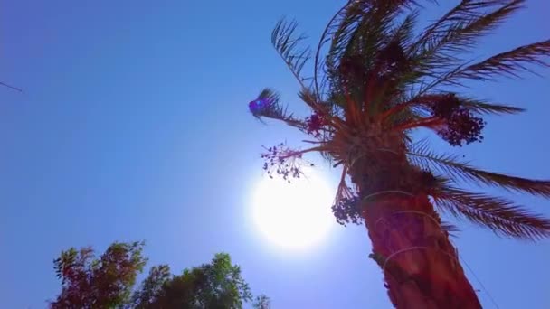 Palma na tle błękitnego nieba. palma z bliska — Wideo stockowe