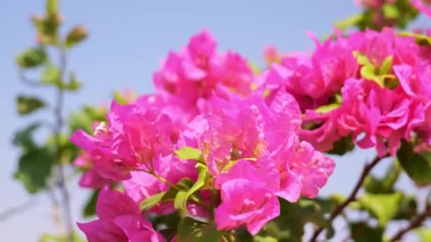 Bougainvillea rosa blommor mot den blå himlen i vinden — Stockvideo