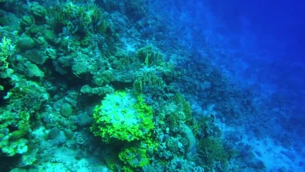 Récif corallien. Mer Rouge. Vue du récif d'en haut — Video