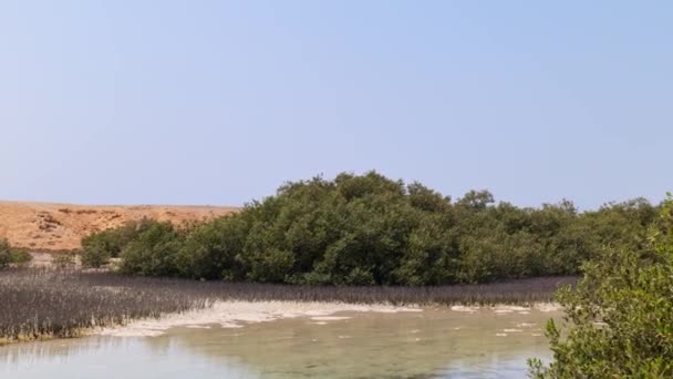 Мангровые заросли в заповеднике Рас-Мухаммед в Египте — стоковое видео