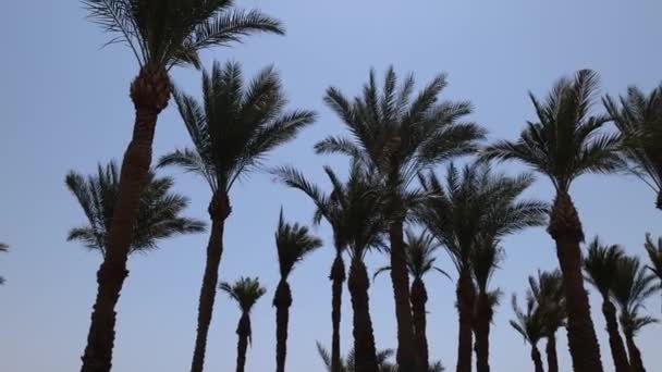 Vista de palmeras contra el cielo azul — Vídeos de Stock