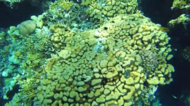 Mercan kayalıkları. Kızıl deniz. Yukarıdan resifin görüntüsü