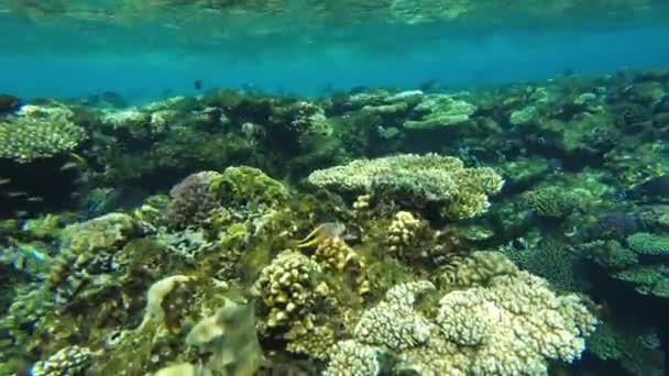 El pez cirujano se alimenta de un arrecife de coral en el mar rojo — Vídeo de stock