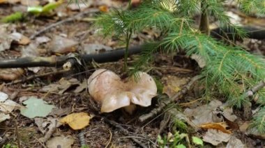 Ormanda lamellar mantar topluyorum. Ağır çekime geç. Lepista saeva