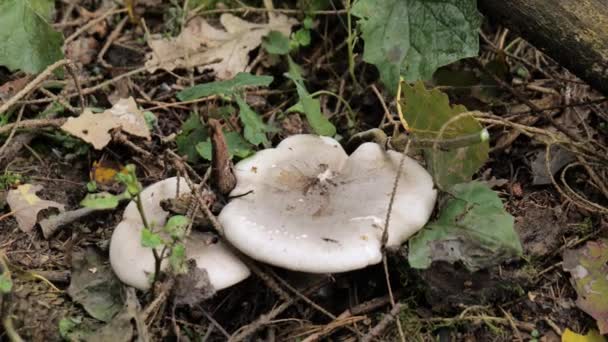 Lamellás gombákat gyűjtök az erdőben. Egy közeli kép a lassúságról. Lepista szaeva — Stock videók