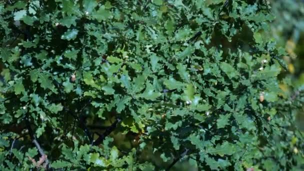 Vy över gröna grenar av ek med gröna blad — Stockvideo