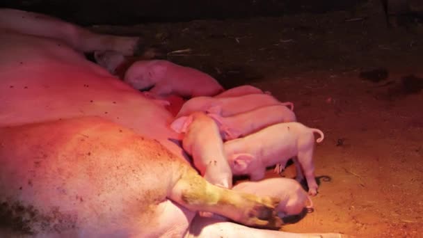 Cerditos en una aldea en un granero debajo de una lámpara de calefacción chupan un estiércol de cerdos — Vídeo de stock