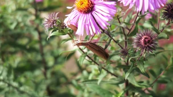 Квітка, що молиться мантис ловить комах на їжу — стокове відео