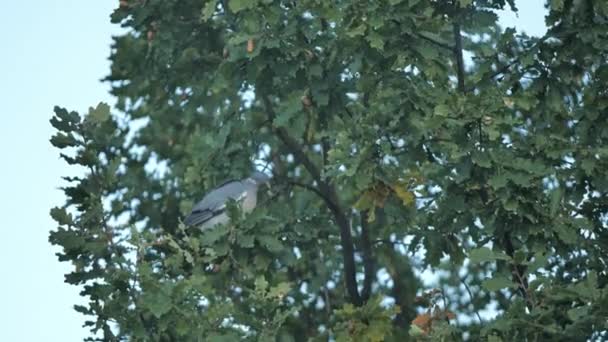 Forest pigeon on an oak branch feeds on acorns — Stock Video