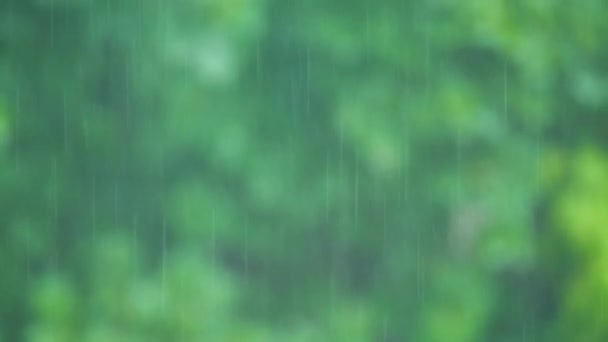 녹색 배경에 빗방울 이 있습니다. 손에 쥐고 찍는 모습 — 비디오