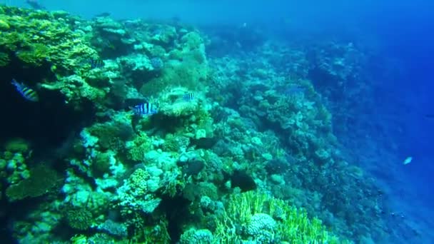 Grandokulis Jednoosiowy Karls Duże Ryby Czerwonym Egipcie Morza — Wideo stockowe