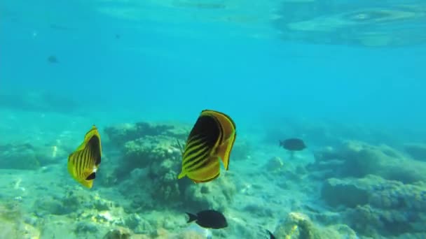 Peces mariposa exóticos en el mar rojo. peces tropicales. arrecife — Vídeo de stock