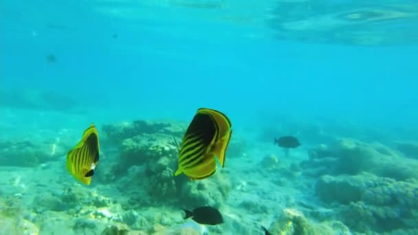 在红海中的奇异蝴蝶鱼。热带鱼。珊瑚礁 — 图库视频影像