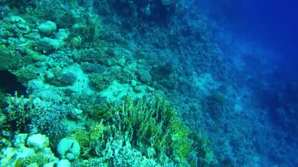 Корали Червоного моря. підводний світ Єгипту в чистій воді — стокове відео