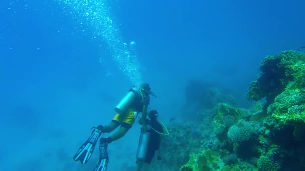 Scuba diving in egypt. egypt corals red sea — Stock Video