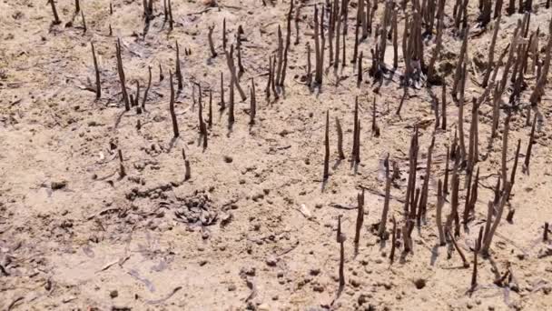 Manguezais na Reserva Natural Ras Mohammed. Caranguejos pequenos em raízes de árvores — Vídeo de Stock