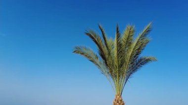 Mavi gökyüzüne karşı palmiye ağacı. Palmiye ağacını kapat