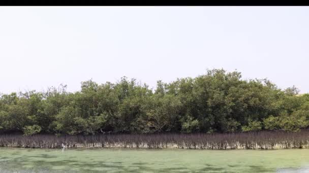 Mangroven im Ras Mohammed Nature Reserve in Ägypten — Stockvideo