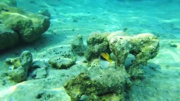 Peces mariposa exóticos en el mar rojo. peces tropicales. arrecife — Vídeo de stock