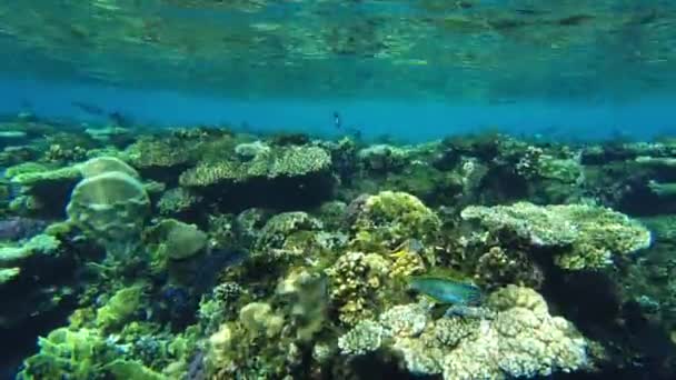 O peixe cirurgião alimenta-se de um recife de coral no mar vermelho — Vídeo de Stock