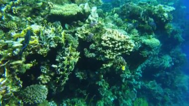Kızıl Deniz 'in mercanları. Temiz suda Mısır 'ın sualtı dünyası