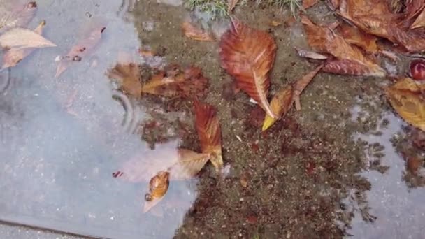 Gotas de chuva caem em uma poça de folhas caídas no outono — Vídeo de Stock