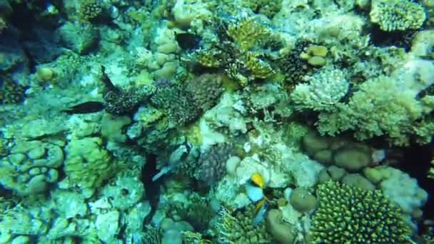 Arothron diadematus. Peixes exóticos nadam pelo coral no mar vermelho — Vídeo de Stock