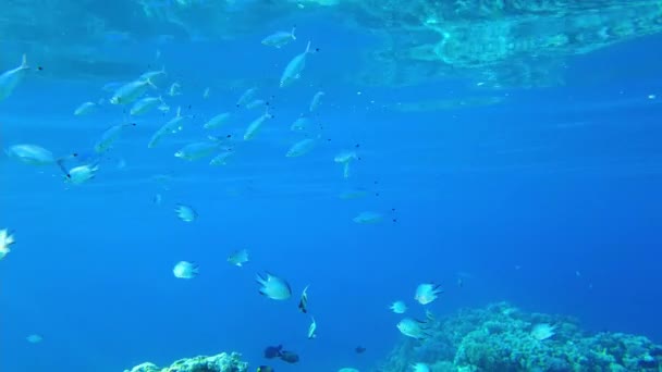 Ikan Mohair. Sebuah sekolah ikan dekat permukaan air di laut merah — Stok Video