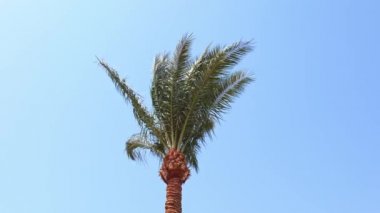 Mavi gökyüzüne bakan palmiye ağaçlarının görüntüsü