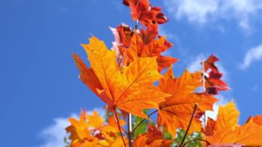 Sarı sonbahar. Mavi arkaplanda güzel kırmızı sarı yapraklar