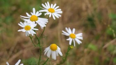 Papatya çayı tarlada yakın çekim yavaş çekim 4K
