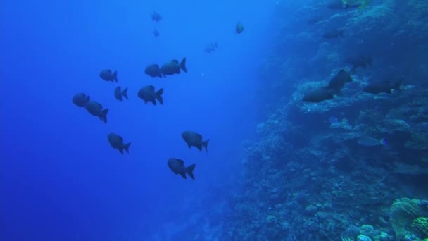 Monotaxis grandoculis. Karls peixe grande no Egypt mar vermelho — Vídeo de Stock