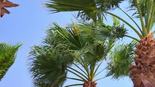 Vista de palmeras contra el cielo azul — Vídeos de Stock