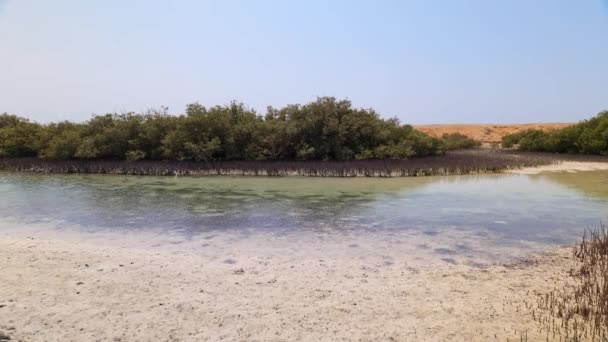 Mangroves dans la réserve naturelle de Ras Mohammed en Egypte — Video