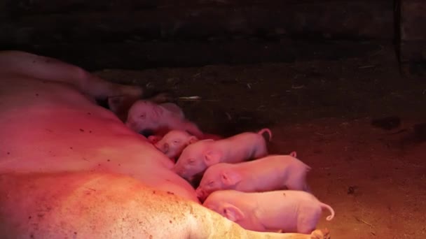 Cerditos en una aldea en un granero debajo de una lámpara de calefacción chupan un estiércol de cerdos — Vídeo de stock