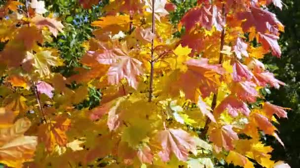 Hojas de arce en el otoño en el viento — Vídeos de Stock