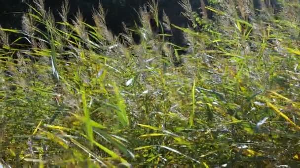Рид крупным планом. зеленая речная трость — стоковое видео