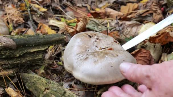 Mengumpulkan jamur lamela di hutan. Close-up dari mo lambat. Lepista saeva — Stok Video