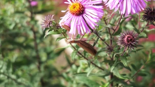 Λουλούδι προσεύχεται mantis συλλαμβάνει έντομα για τα τρόφιμα — Αρχείο Βίντεο