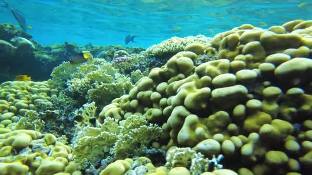 Corals of the red sea. underwater world of egypt in clear water — Stock Video