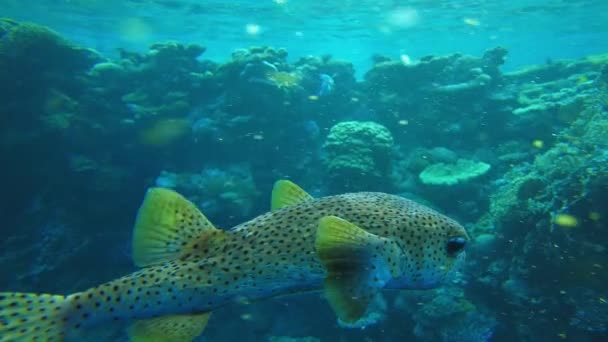 Дикобраз на рифе в Красном море. Рыбы вблизи в Египте — стоковое видео