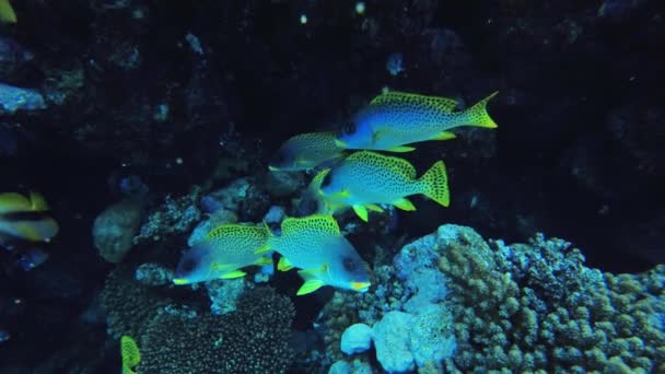 ルタニウス・エレンベルギ。紅海の魚の群れ — ストック動画