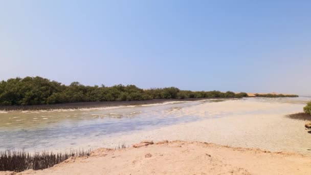 Mangroves v přírodní rezervaci Ras Mohammed v Egyptě — Stock video