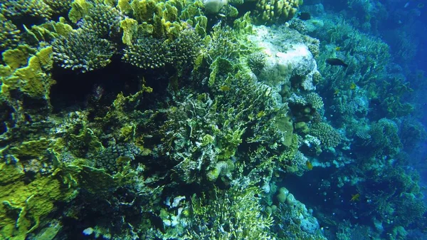 Rafa koralowa. Czerwone morze. Widok na rafę z góry — Zdjęcie stockowe
