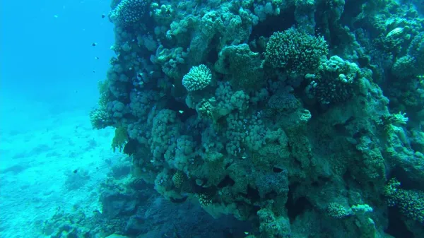 A vörös tenger koralljai. víz alatti világ Egyiptom tiszta vízben — Stock Fotó