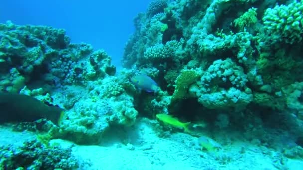 Кораллы Красного моря. подводный мир Египта в чистой воде — стоковое видео