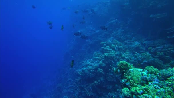 Monotaxis grandoculis. Karls peixe grande no Egypt mar vermelho — Vídeo de Stock