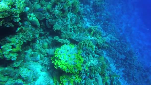 Barriera corallina. Mare Rosso. Vista della barriera corallina dall'alto — Video Stock