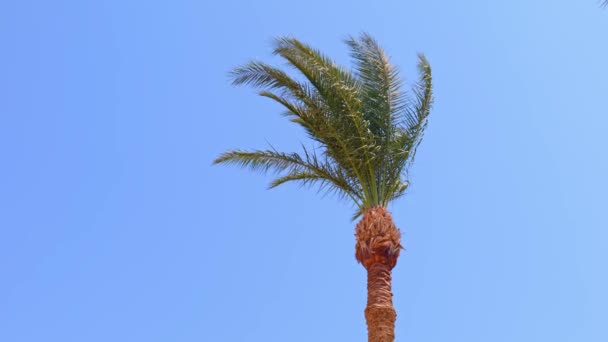 Vista delle palme contro il cielo blu — Video Stock